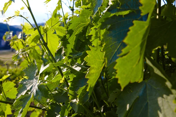 Colinas de vinho e vinhas — Fotografia de Stock