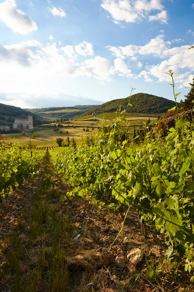 Wine hills and vineyards — Stock Photo, Image