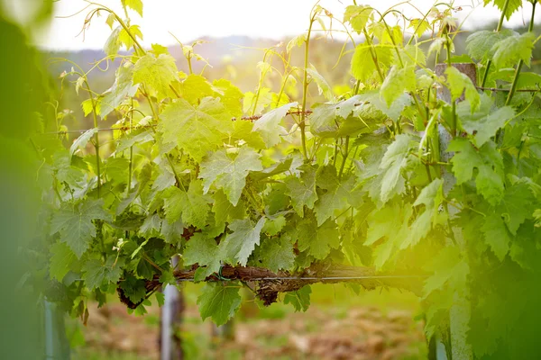Campo de viñedo verde — Foto de Stock