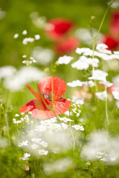 Rode papavers veld — Stockfoto