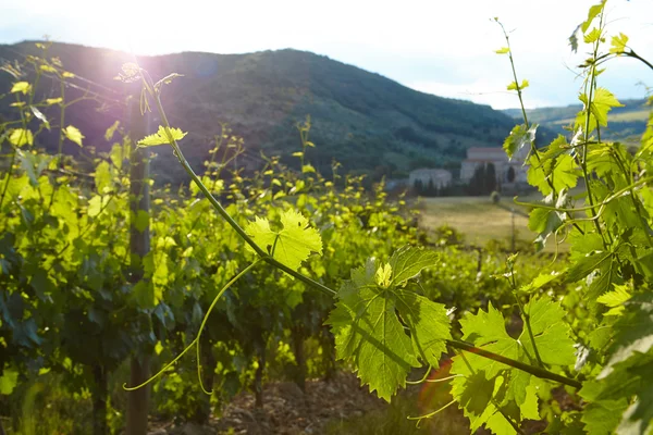 Cultivo de uvas en colinas — Foto de Stock