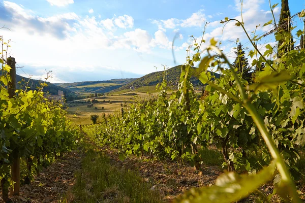 Coltivare uva in collina — Foto Stock