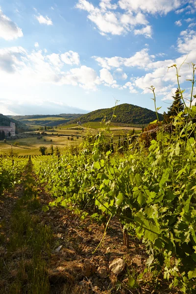 Growing grapes in hills — Stock Photo, Image