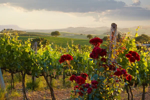 Toscana vingårdar i höst — Stockfoto