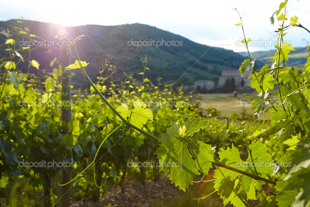 Growing grapes in hills