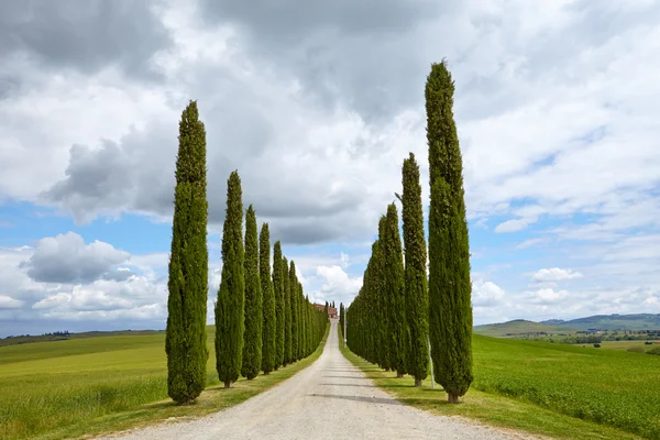 Avenue of cypresses — Stock Photo, Image