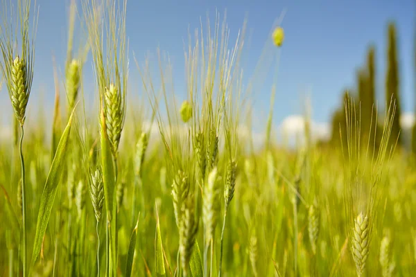 Trigo verde no fundo céu azul — Fotografia de Stock