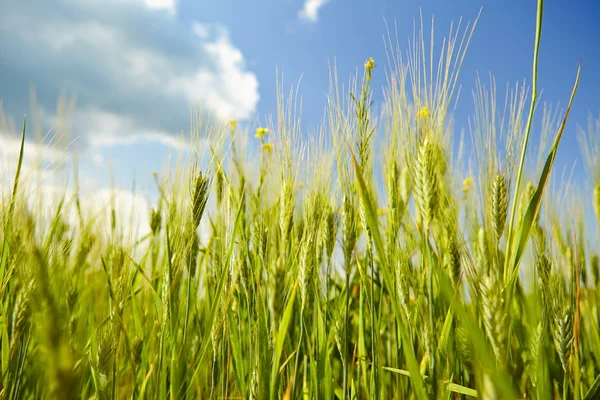 Зелена пшениця на фоні блакитного неба — стокове фото