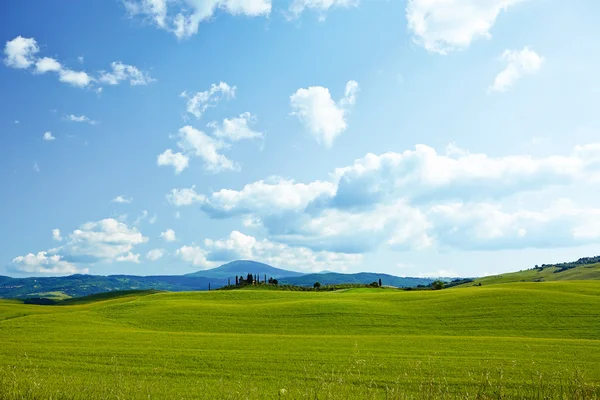 Trigo verde sobre fondo azul del cielo — Foto de Stock