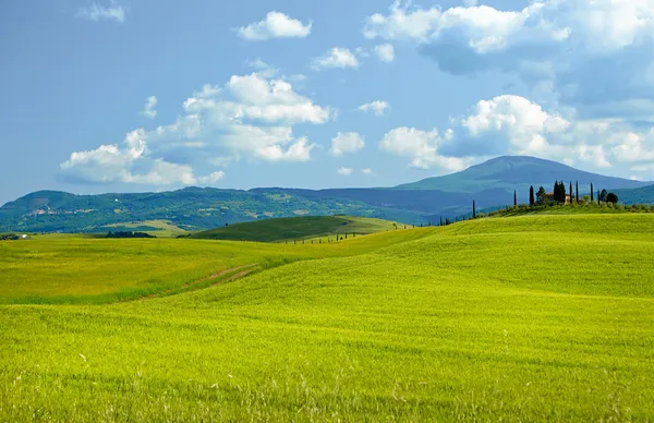 Blé vert sur fond de ciel bleu — Stock Fotó