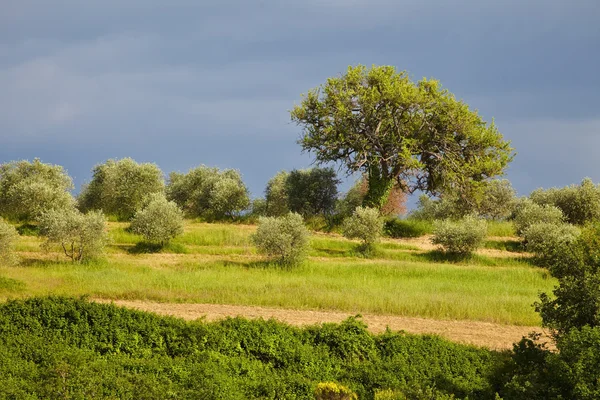 Ulivi in italia — Foto Stock