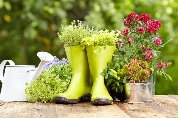 Ferramentas e flores de jardinagem ao ar livre — Fotografia de Stock