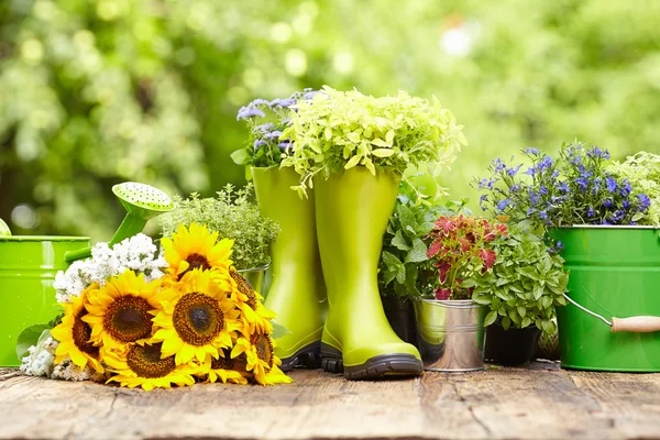 Outdoor gardening tools and flowers — Stock Photo, Image