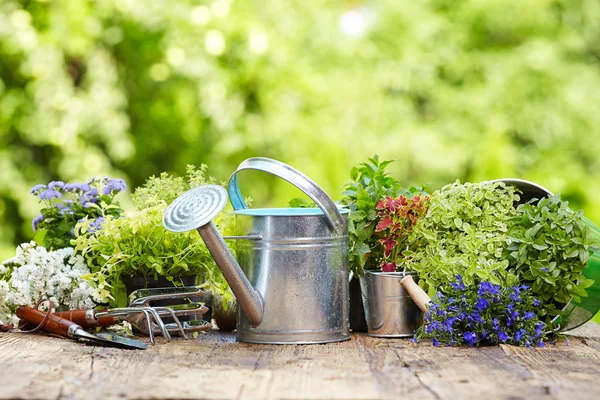 Attrezzi di giardinaggio all'aperto e fiori — Foto Stock