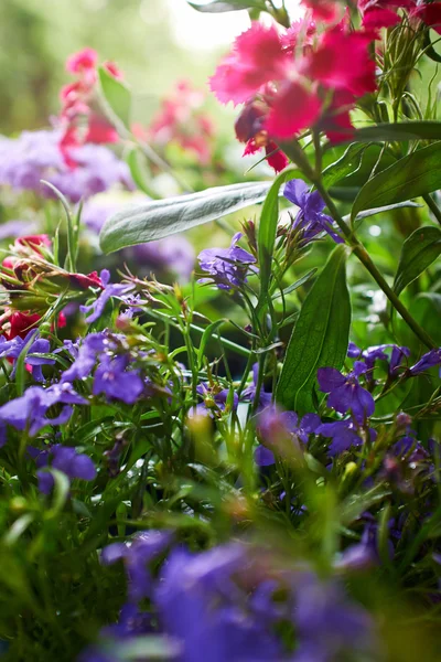 Flores do jardim — Fotografia de Stock