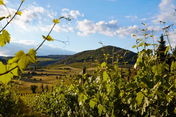 Vine plants and hills in region of Siena, Tuscany, Italy. — Stock Photo, Image