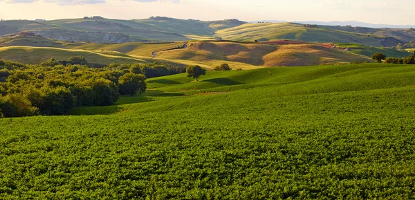 Panoramatický výhled na kopce Toskánsko Itálie v san quirico d orcia — Stock fotografie