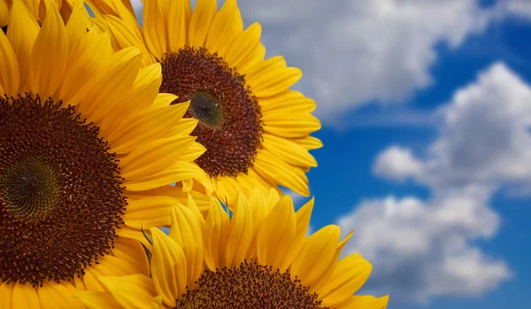 Zon bloem tegen een blauwe hemel — Stockfoto