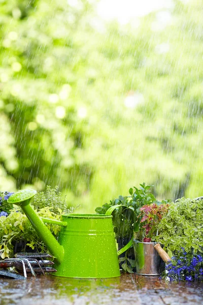 Trädgårdsarbete verktyg i regn — Stockfoto