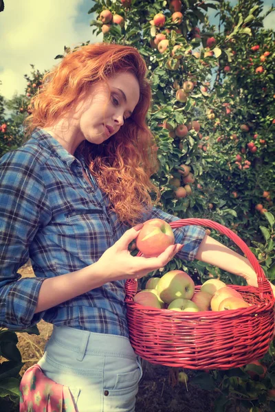 Fruit Agricultrice Femme Récolte Des Pommes Dans Son Panier — Photo