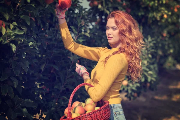 Frukt Bonde Kvinna Skörda Äpplen Hennes Korg — Stockfoto