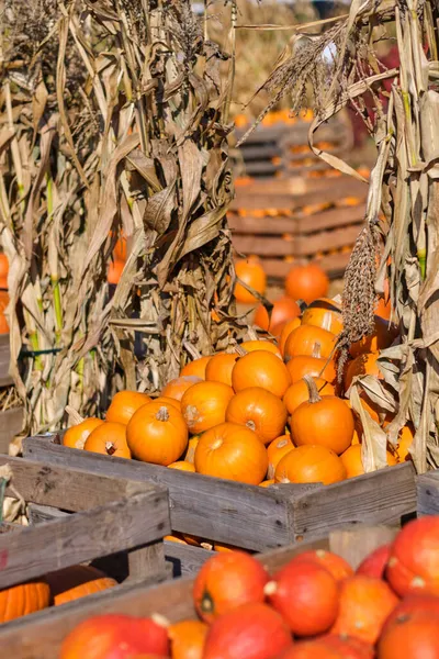 Sonbahar Squashes Kabaklar — Stok fotoğraf