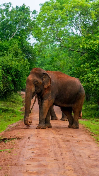 Elephant Close Big Elephant Walking Forest Standing Elephant Full Length — стоковое фото