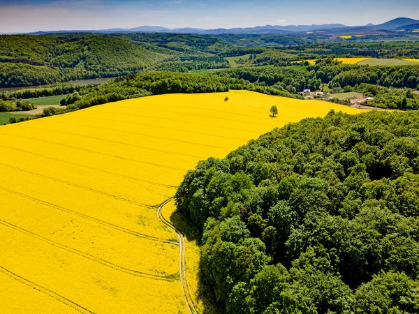 Flygbild Gula Rapsfält Våren Polen — Stockfoto