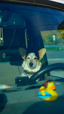 Mutlu köpek arabada seyahat ediyor. vanlife