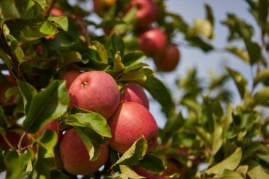 Sonbahar günü. Kırsal bahçe. Çerçevede olgun kırmızı elmalar ağaçta