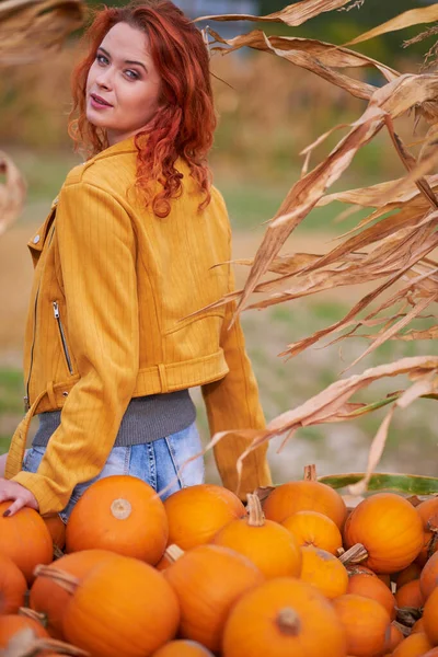 Pumpkins. Young woman farmer picking autumn crop of pumpkins on farm. Agriculture. Thanksgiving and Halloween