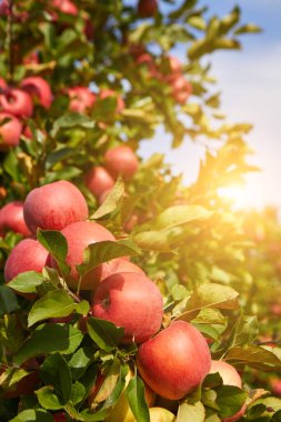 Elma bahçesindeki bir ağaç dalından sarkan parlak lezzetli elmalar