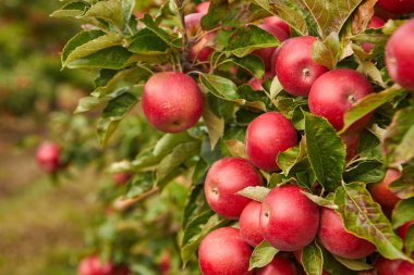 Elma bahçesindeki bir ağaç dalından sarkan parlak lezzetli elmalar