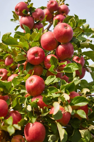 Błyszczące Pyszne Jabłka Wiszące Gałęzi Drzewa Sadzie Jabłoni — Zdjęcie stockowe