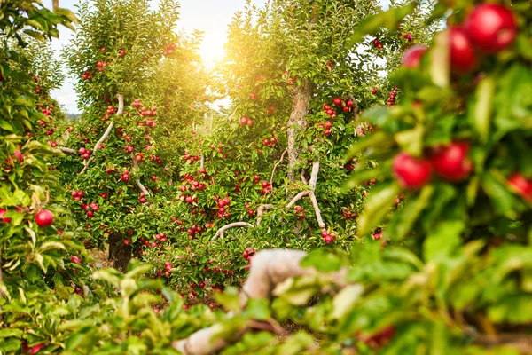 Zdjęcie Dojrzałych Jabłek Sadzie Gotowy Zbioru Poranne Ujęcie — Zdjęcie stockowe