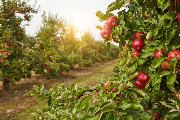 Elma Bahçesindeki Bir Ağaç Dalından Sarkan Parlak Lezzetli Elmalar — Stok fotoğraf