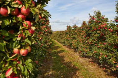 Elma bahçesindeki bir ağaç dalından sarkan parlak lezzetli elmalar