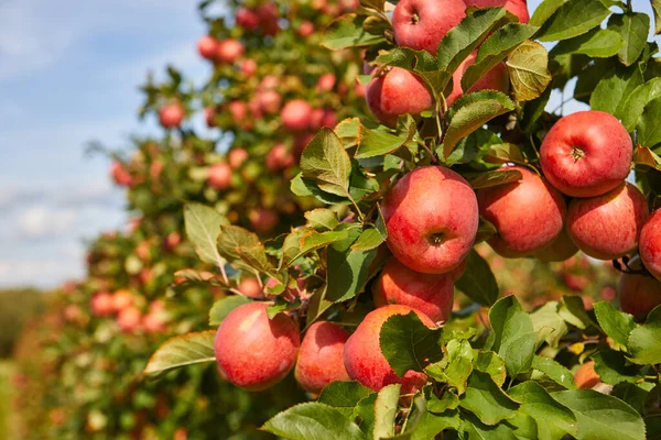 Błyszczące Pyszne Jabłka Wiszące Gałęzi Drzewa Sadzie Jabłoni — Zdjęcie stockowe
