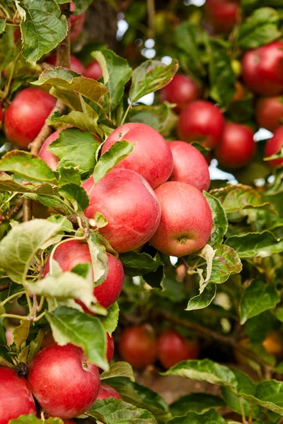 Glänsande Läckra Äpplen Hängande Från Trädgren Äppelträdgård — Stockfoto