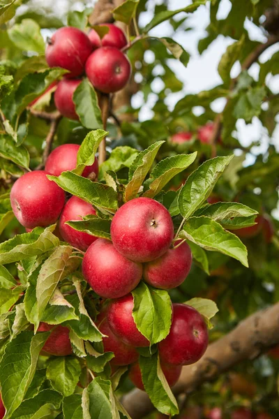 Glänsande Läckra Äpplen Hängande Från Trädgren Äppelträdgård — Stockfoto