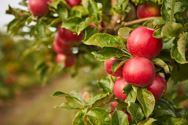 Блискучі Смачні Яблука Висять Гілки Дерева Яблучному Саду Стокове Зображення