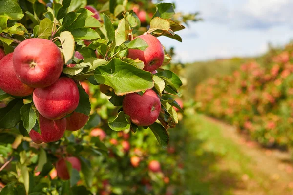 Organiczne Jabłka Wiszące Gałęzi Drzewa Sadzie Jabłoni — Zdjęcie stockowe