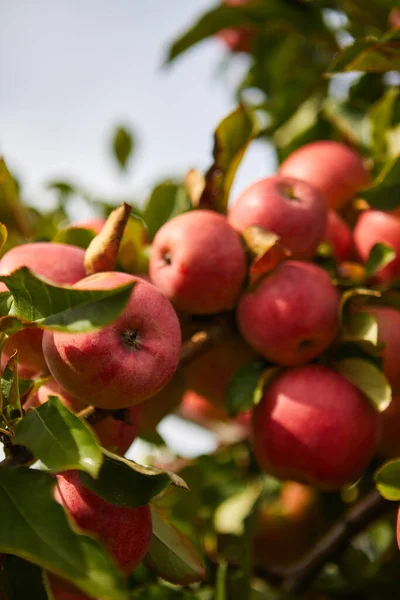 Органічні Яблука Висять Гілки Дерева Яблучному Саду — стокове фото