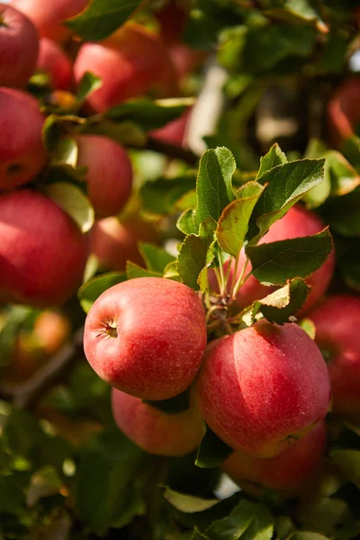 Organiczne Jabłka Wiszące Gałęzi Drzewa Sadzie Jabłoni — Zdjęcie stockowe