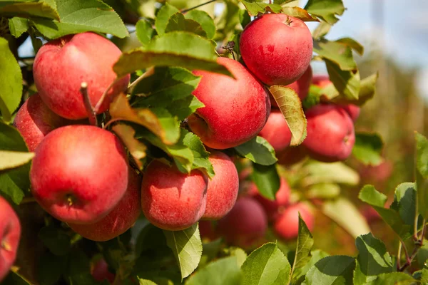 Biologische Appels Hangend Aan Een Boomtak Een Appelboomgaard — Stockfoto
