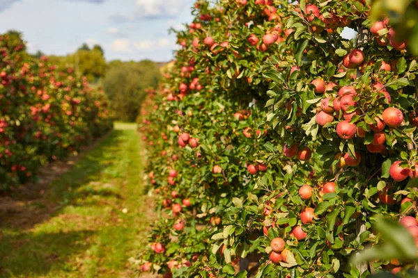 Βιολογικά Μήλα Που Κρέμονται Από Κλαδί Δέντρου Οπωρώνα Μήλου — Φωτογραφία Αρχείου