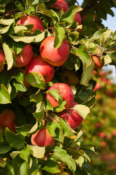 苹果园树枝上挂着的有机苹果 — 图库照片