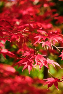 Düşen sonbahar yapraklarından yapılmış renkli ve parlak arkaplan