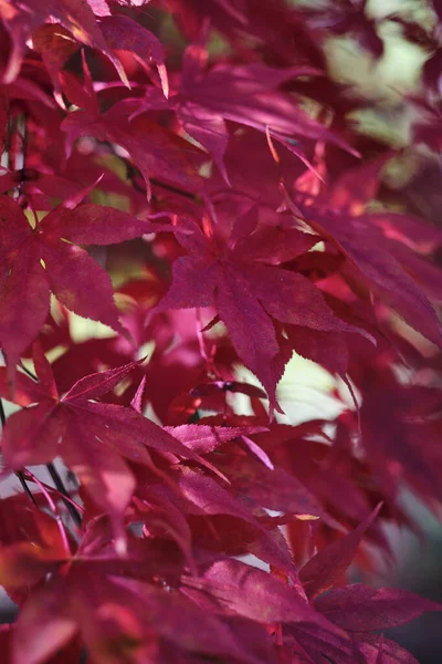 Fond Coloré Lumineux Fait Feuilles Automne Tombées — Photo