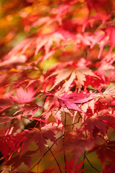 Barevné Jasné Pozadí Podzimních Listů — Stock fotografie